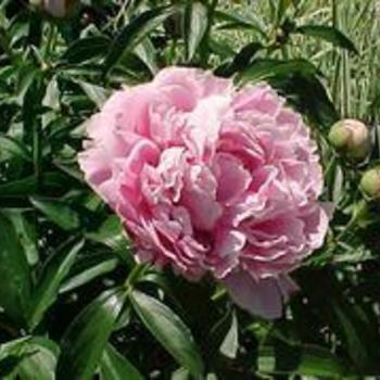 Paeonia lactiflora - PEONY 'Sarah Bernhardt Pink'