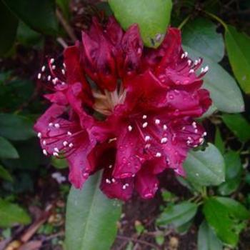 Rhododendron - RHODODENDRON 'Dark Lord'