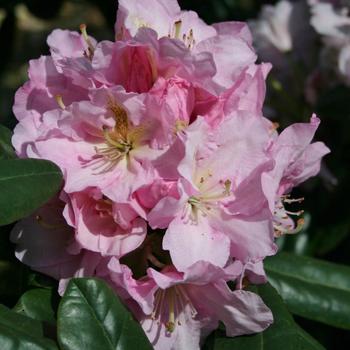 Rhododendron - RHODODENDRON 'Hoopla'