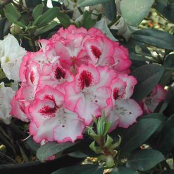 Rhododendron - RHODODENDRON 'Cherry Cheesecake'