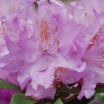 Rhododendron - RHODODENDRON 'Minnetonka'
