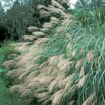 Miscanthus sinensis - MAIDEN GRASS 'Silberfeder'