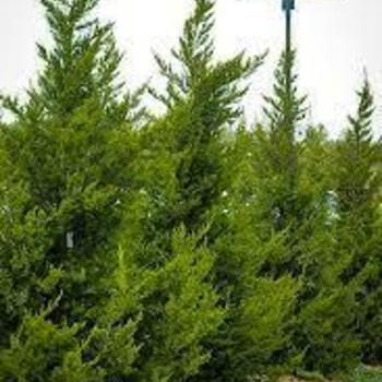 Juniperus chinensis - JUNIPER 'Hetzii Columnaris'