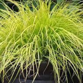 Pennisetum alopecuroides - FOUNTAIN GRASS 'Lumen Gold'