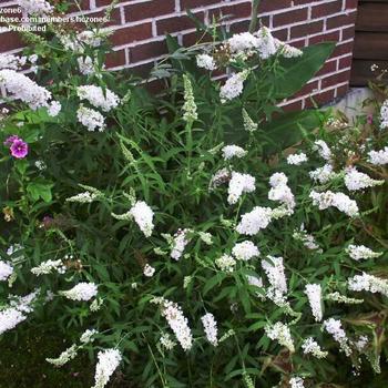 Buddleia davidi 'White Bouquet' - White Bouquet Butterfly Bush