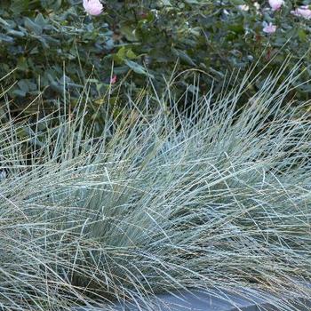 Elymus arenarius - LYME GRASS 'Blue Dune'