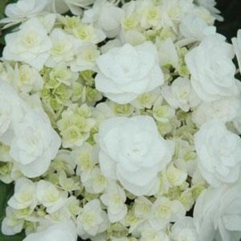 Hydrangea macrophylla ''Dancing Snow'' PP21052 (Hydrangea) - Double Delights™ Wedding Gown