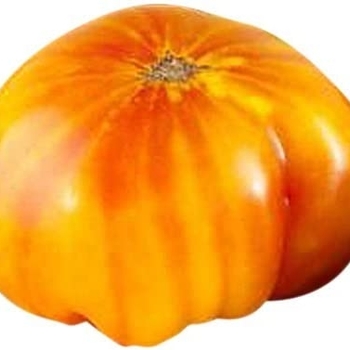 Slicing - 'Hillbilly' Tomato