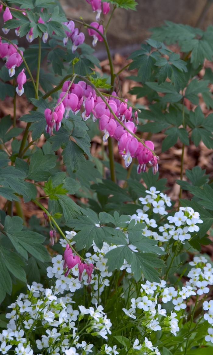 BLEEDING HEART - Dicentra spectabilis from Agway of Cape Cod