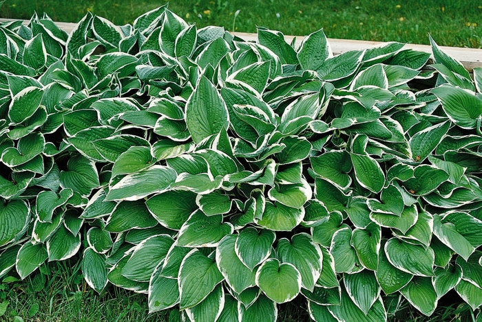 HOSTA 'Francee' - Hosta - Plantain Lily from Agway of Cape Cod