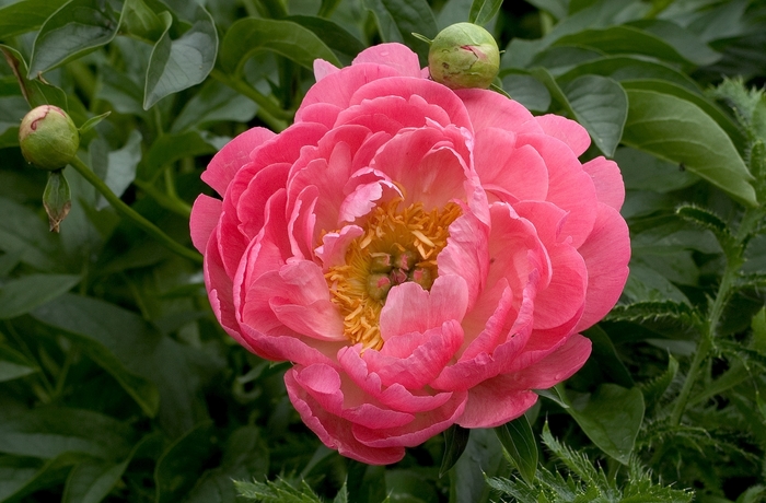 PEONY 'Coral Sunset' - Paeonia hybrid from Agway of Cape Cod