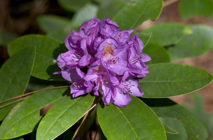 RHODODENDRON 'Boursault' - Rhododendron catawbiense from Agway of Cape Cod