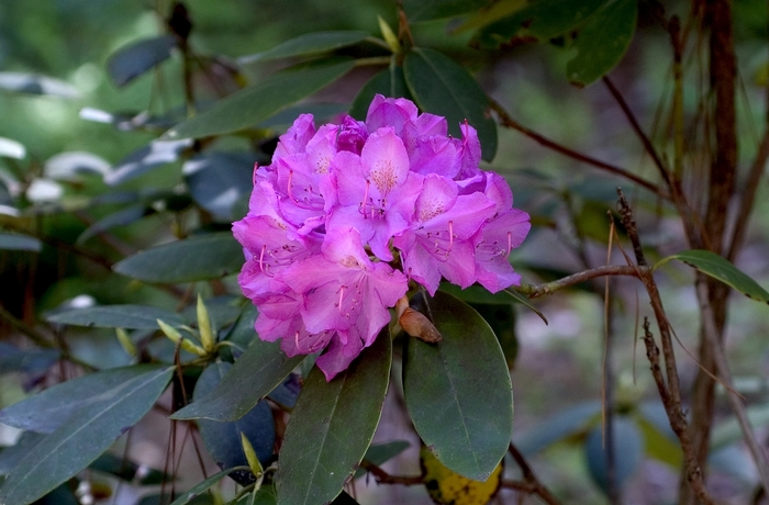 RHODODENDRON 'Roseum Elegans' - Rhododendron hybrid from Agway of Cape Cod