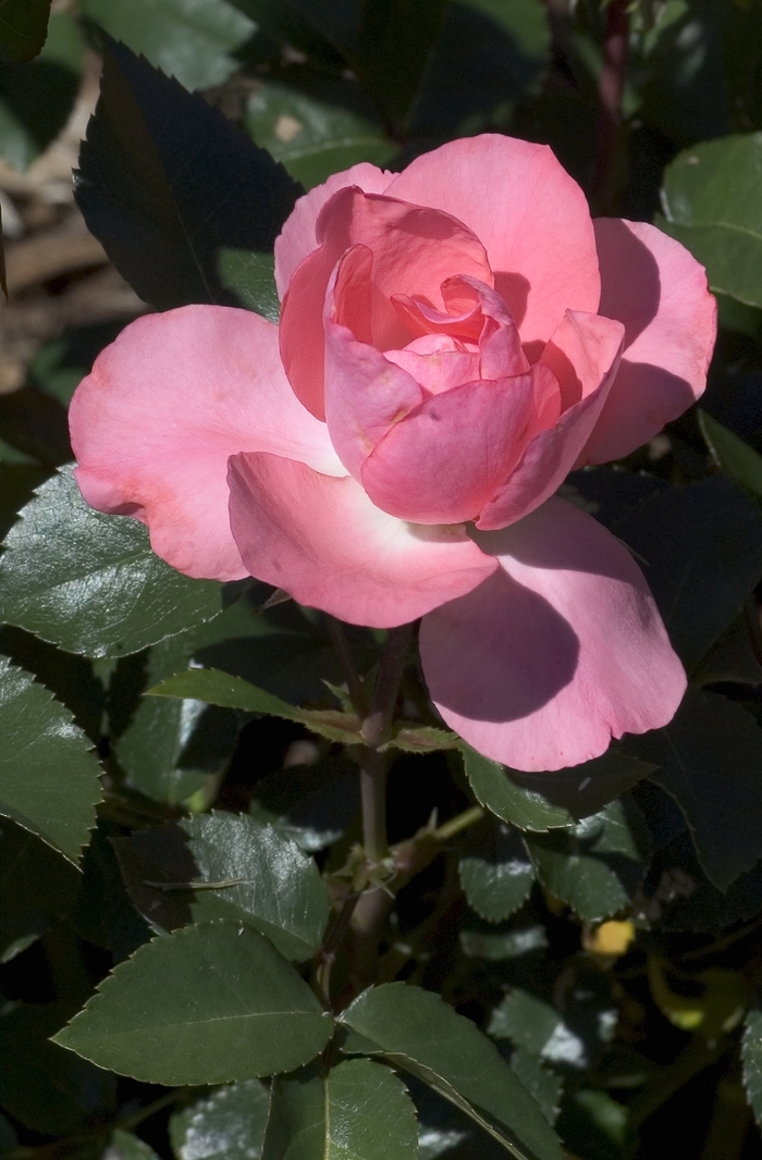 Passionate Kisses® Rose - Rosa 'Meizebul' from Agway of Cape Cod