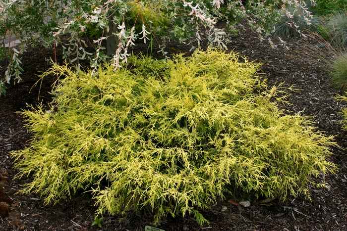 Sawara Cypress - Chamaecyparis pisifera 'Lemon Thread' from Agway of Cape Cod