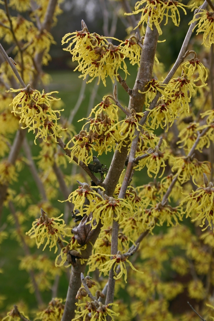 Witch Hazel - Hamamelis x intermedia 'Arnold's Promise' from Agway of Cape Cod