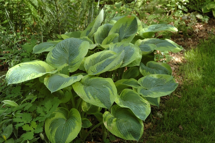 HOSTA 'Frances Williams' - Hosta - Plantain Lily from Agway of Cape Cod