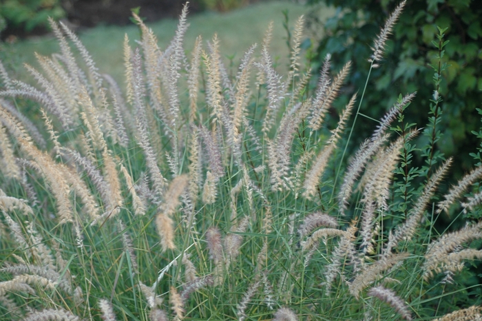 FOUNTAIN GRASS 'Karley Rose' - Pennisetum orientale from Agway of Cape Cod