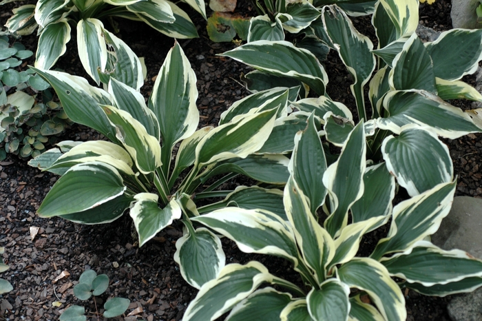 HOSTA 'Patriot' - Hosta - Plantain Lily from Agway of Cape Cod