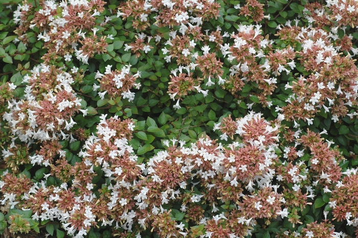 GLOSSY ABELIA 'Rose Creek' - Abelia x chinensis from Agway of Cape Cod