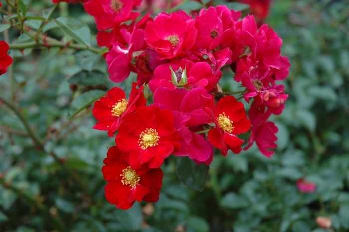 ROSE 'Flower Carpet Red' - Rosa x from Agway of Cape Cod