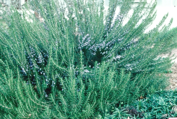ROSEMARY 'Blue Spires' - Rosmarinus officinalis from Agway of Cape Cod