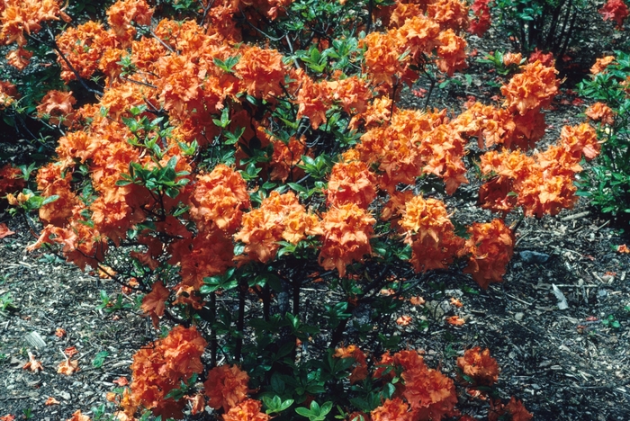 Azalea 'Gibraltar' - Rhododendron hybrid from Agway of Cape Cod