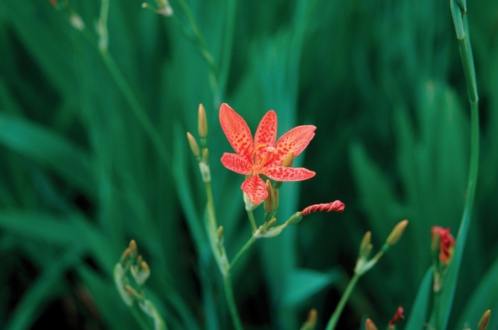 Blackberry Lily - Belamcanda chinensis from Agway of Cape Cod