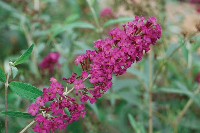 BUTTERFLY BUSH 'Royal Red' - Buddleia davidii from Agway of Cape Cod