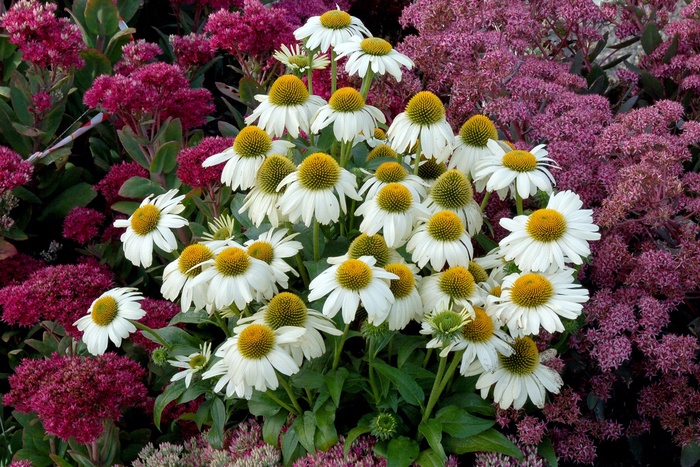 White Swan Coneflower - Echinacea from Agway of Cape Cod