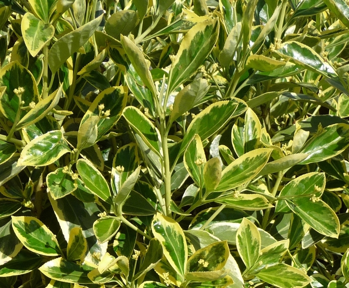 EUONYMUS 'Silver King' - Euonymus japonicus from Agway of Cape Cod