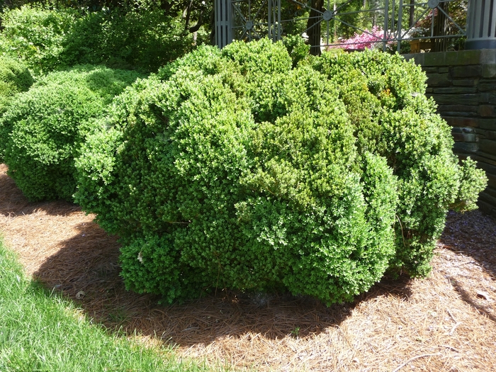 BOXWOOD 'Green Velvet' - Buxus from Agway of Cape Cod