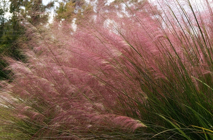 PINK MUHLY GRASS 'Plumtastic' - Muhlenbergia capillaris from Agway of Cape Cod