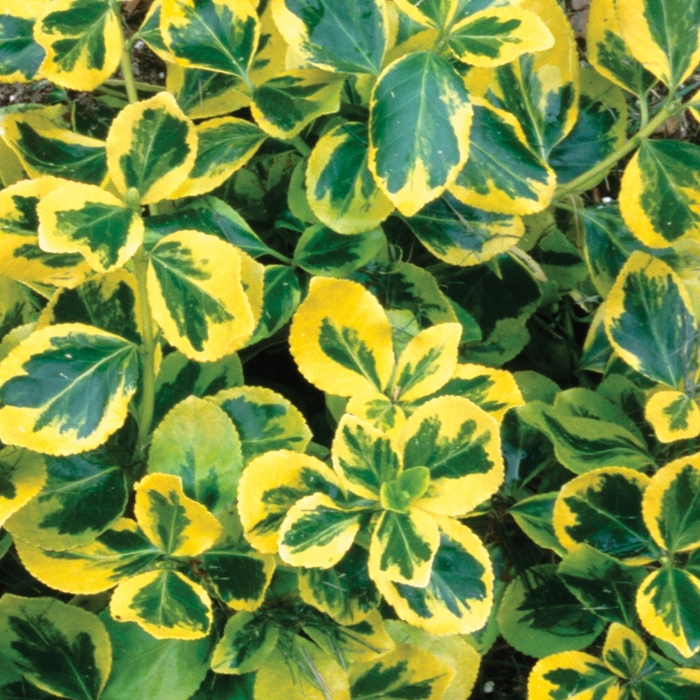 Gold Splash® - Euonymus fortunei from Agway of Cape Cod