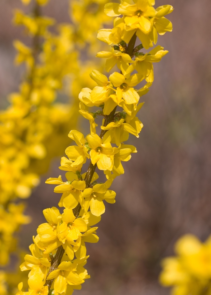 Show Off® - Forsythia x intermedia from Agway of Cape Cod