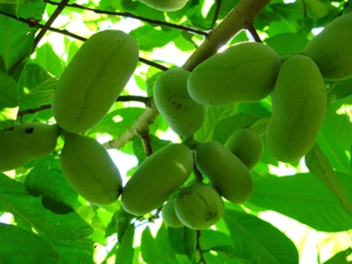 PAW PAW TREE - Asimina triloba from Agway of Cape Cod
