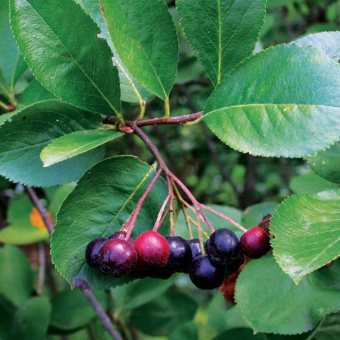 Black Chokeberry - Aronia melanocarpa 'Viking' from Agway of Cape Cod