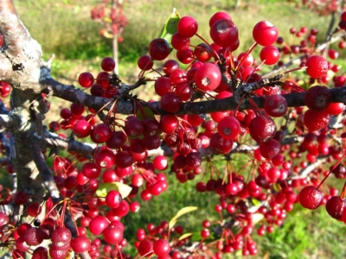 CRABAPPLE 'Sargent' - Malus sargentii from Agway of Cape Cod