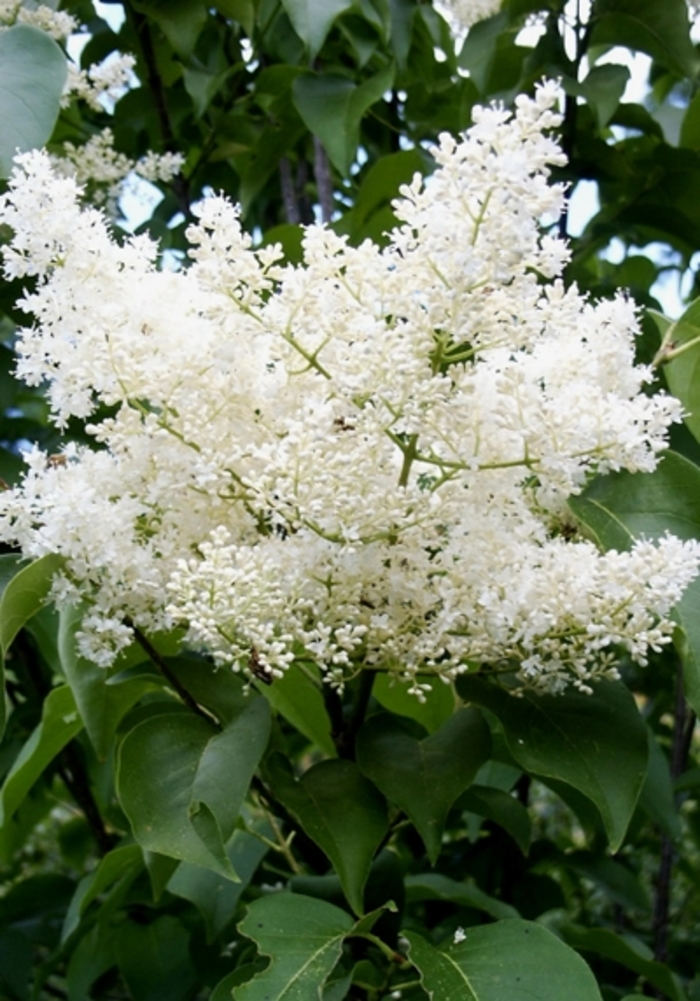 JAPANESE LILAC TREE 'Ivory Silk' - Syringa reticulata from Agway of Cape Cod