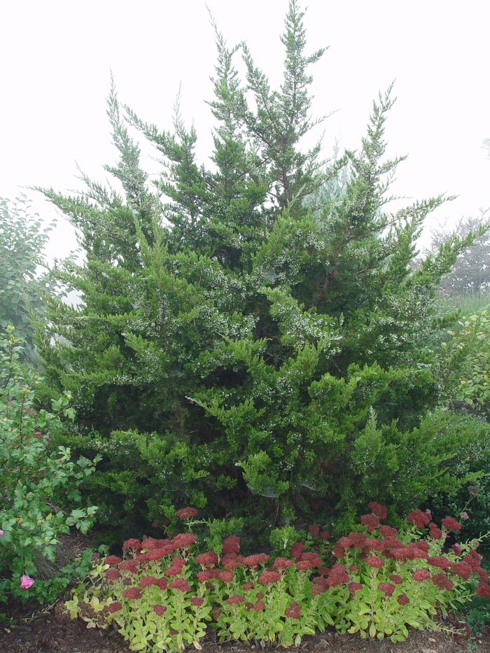 EASTERN RED CEDAR 'Brodie' - Juniperus virginiana from Agway of Cape Cod