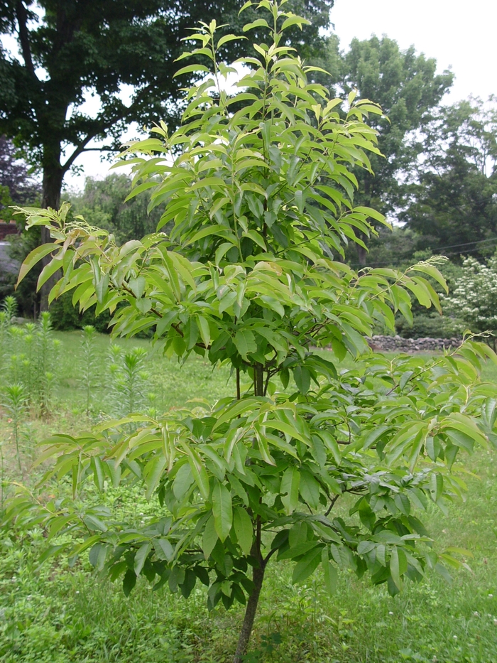 SOURWOOD - Oxydendrum arboreum from Agway of Cape Cod