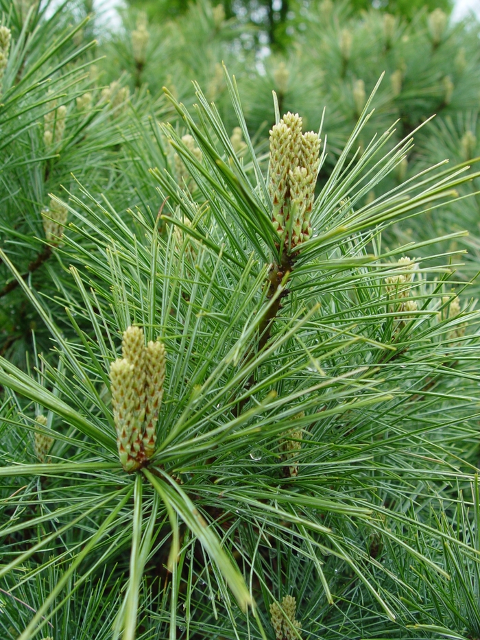 EASTERN WHITE PINE - Pinus strobus from Agway of Cape Cod