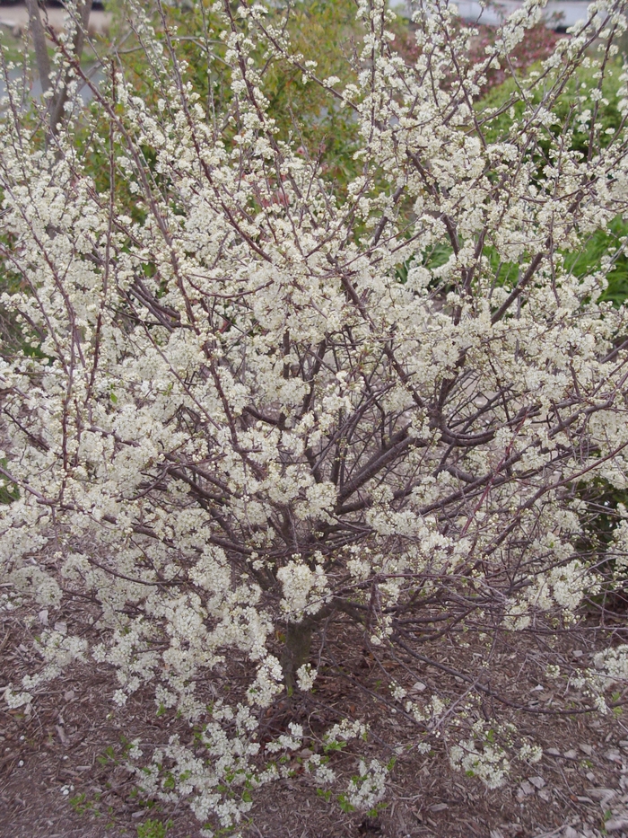BEACH PLUM - Prunus maritima from Agway of Cape Cod