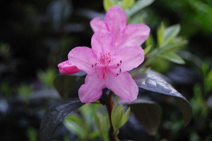 RHODODENDRON 'Olga Mezitt' - Rhododendron hybrid from Agway of Cape Cod