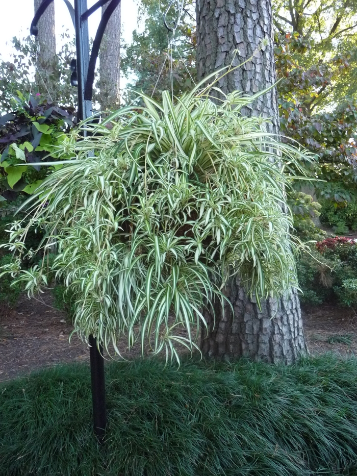 SPIDER PLANT - Chlorophytum comosum from Agway of Cape Cod