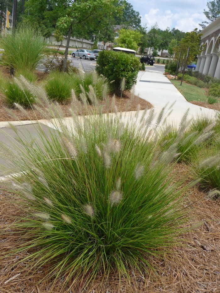 FOUNTAIN GRASS 'Little Bunny' - Pennisetum alopecuroides from Agway of Cape Cod