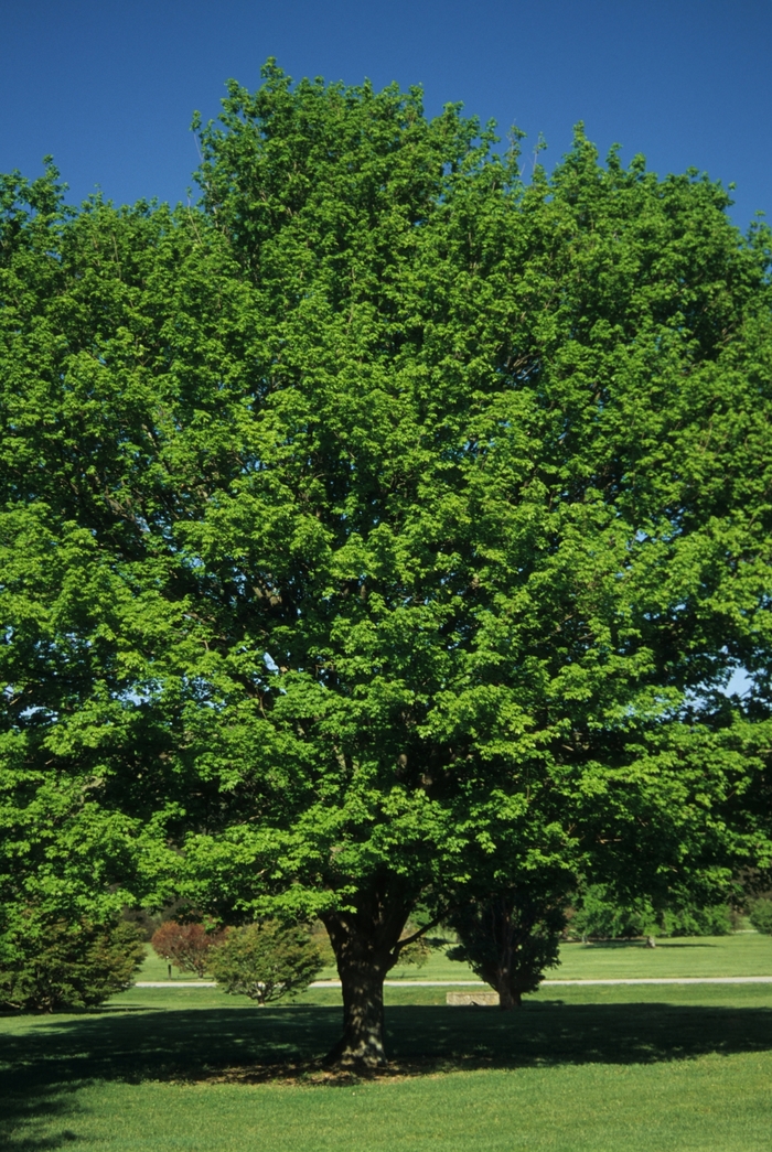 SUGAR MAPLE - Acer saccharum from Agway of Cape Cod