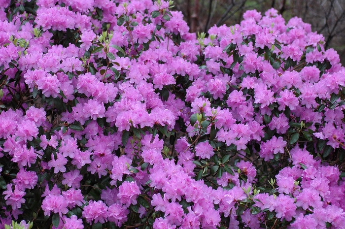 RHODODENDRON 'Purple Gem' - Rhododendron hybrid from Agway of Cape Cod