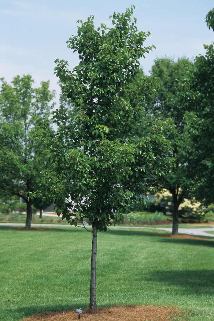 PEAR 'Cleveland Select' - Pyrus calleryana from Agway of Cape Cod