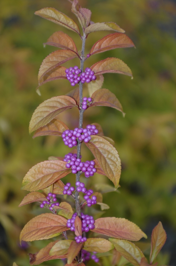 BEAUTYBERRY 'Early Amethyst' - Callicarpa dichotoma from Agway of Cape Cod